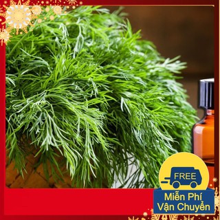 Hạt Giống Thì Là Bốn Mùa