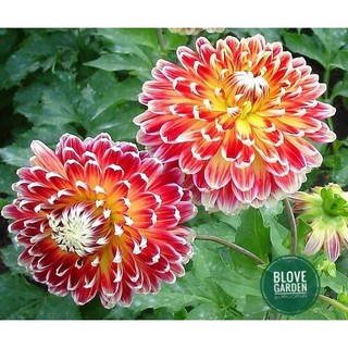 30H - HẠT GIỐNG HOA THƯỢC DƯỢC