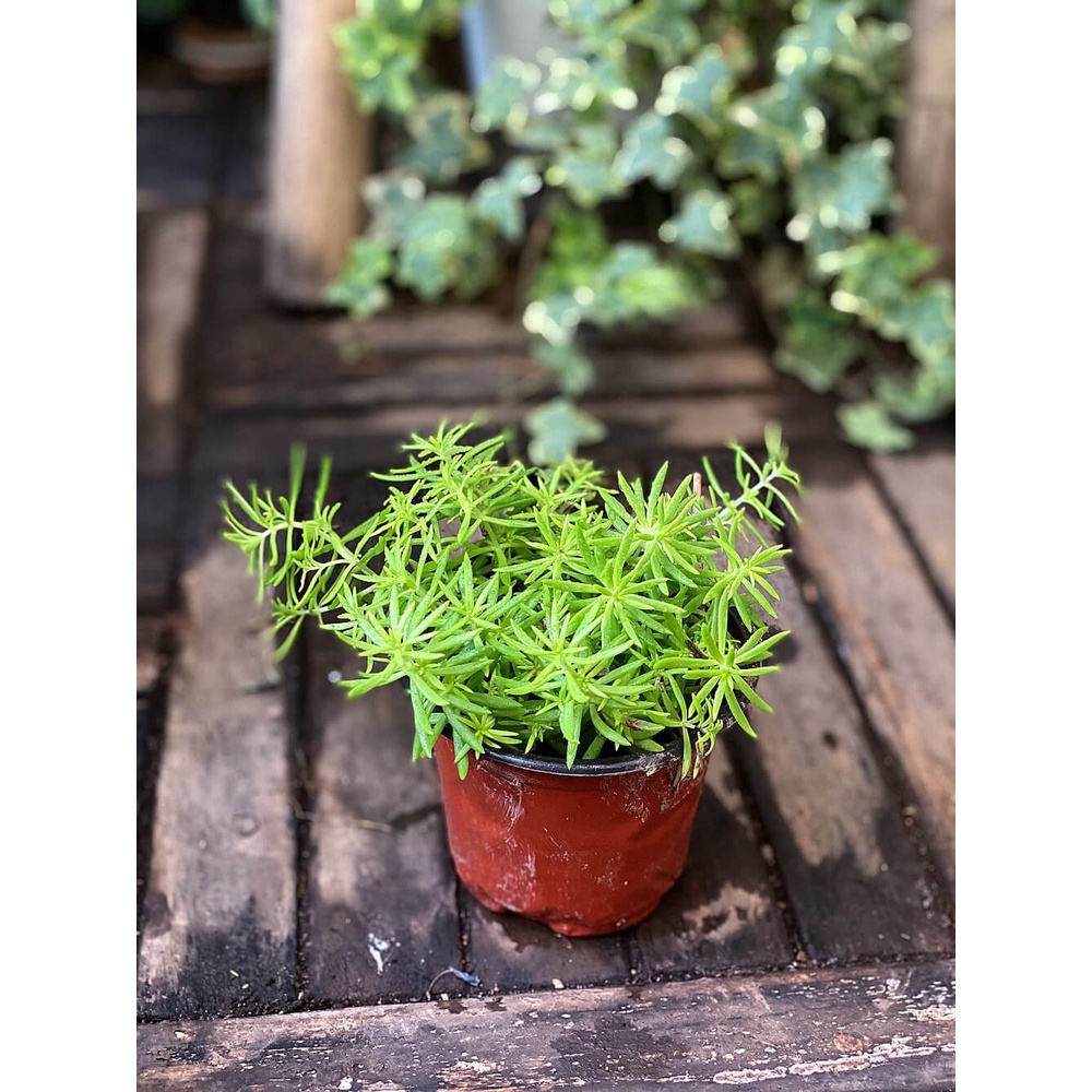 Cây Sedum rupestre Angelina (Cỏ Cảnh Thiên) chậu nhựa