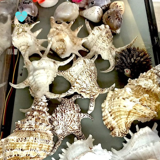 Ốc Bàn Tay - Ốc biển làm đồ lưu liệm, trang trí phong cách biển