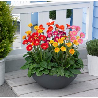 Hạt giống hoa Đồng tiền mix