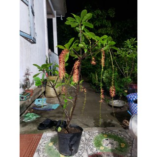 cây lộc vừng
