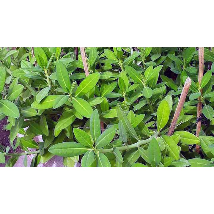 Chậu cây thạch anh 3 cây, hỗ trợ điềutrị ung thư lưỡi, vòm họng, sâu răng