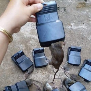 KẸP BẪY CHUỘT THÔNG MINH- kẹp chuột