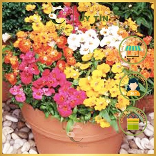 Hạt giống Hoa Mây Nhiều Màu RD 888 (0.01gr)