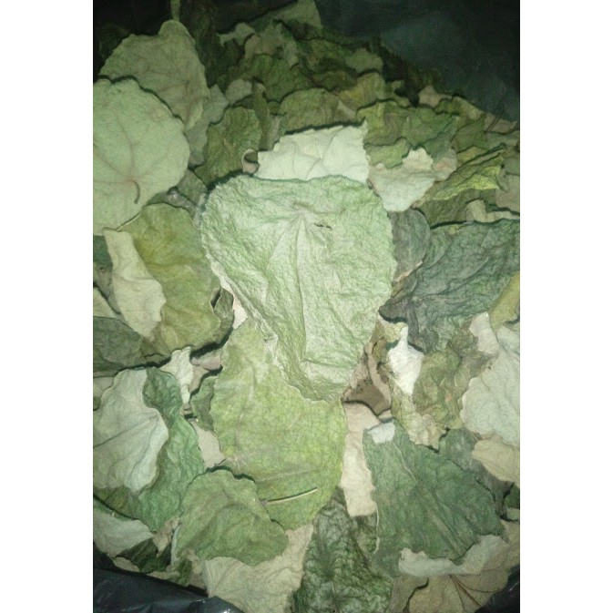 Lá sương sâm lông khô , 100g , có tặng nang mực, gói hút chân không