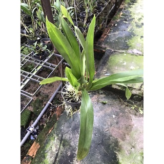 Vũ Nữ Hoàng Hậu Xanh Cốm
