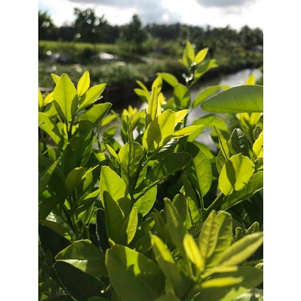 Phân bón lá, rễ Behn Meyer 30-10-10+TE giúp cây đâm tược, xanh lá, dày lá