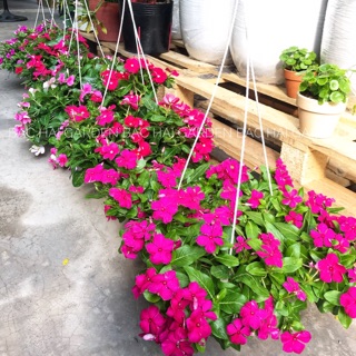 Chậu treo cây dừa cạn thái sẵn nhiều hoa chậu treo- Cây hoa Bác Hai Garden