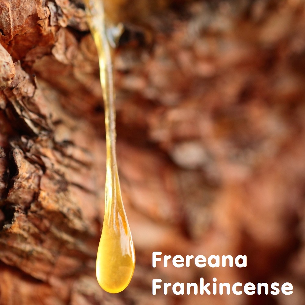 Tinh dầu nhũ hương Frereana Frankincense Essential Oil