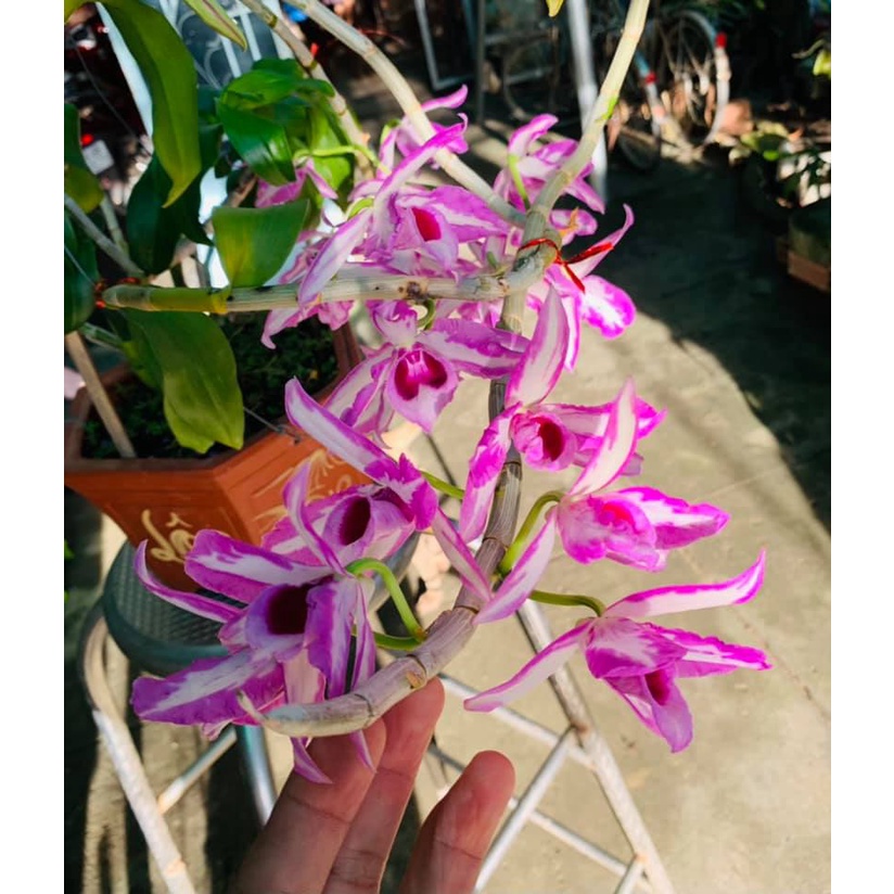 [Chính hãng] phi điệp chớp mỹ