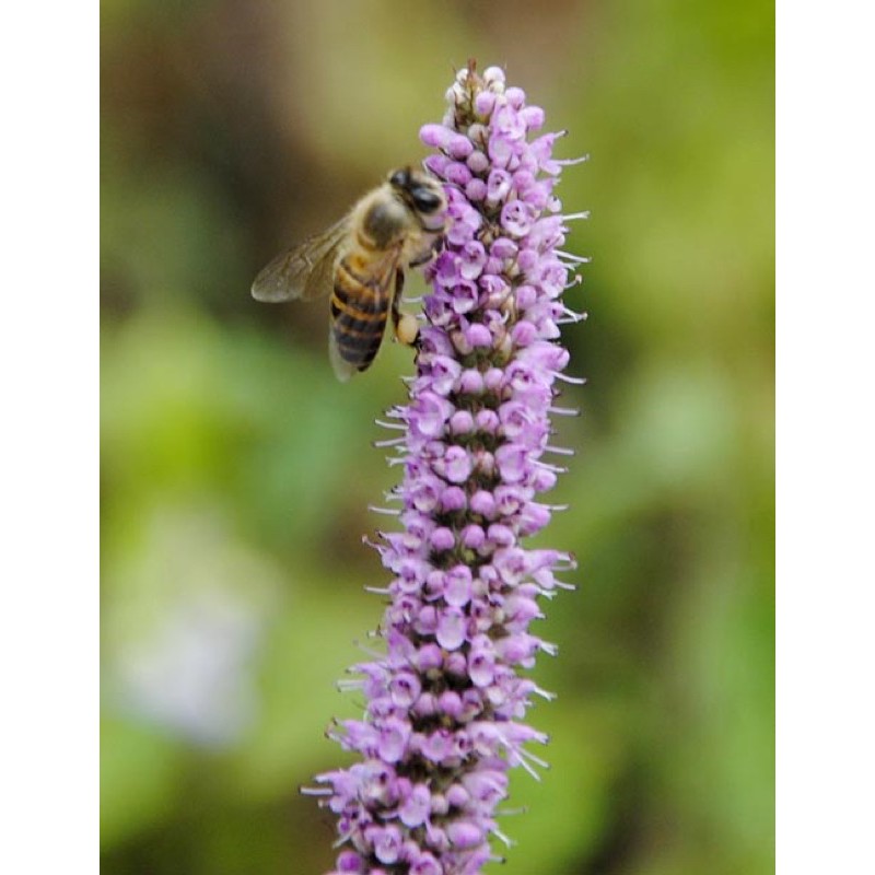 Mật ong bạc hà nguyên chất 100% BeeMint