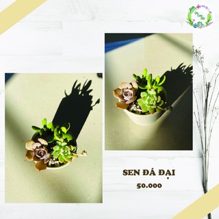 CHẬU SEN ĐÁ ĐẠI TỰ CHỌN