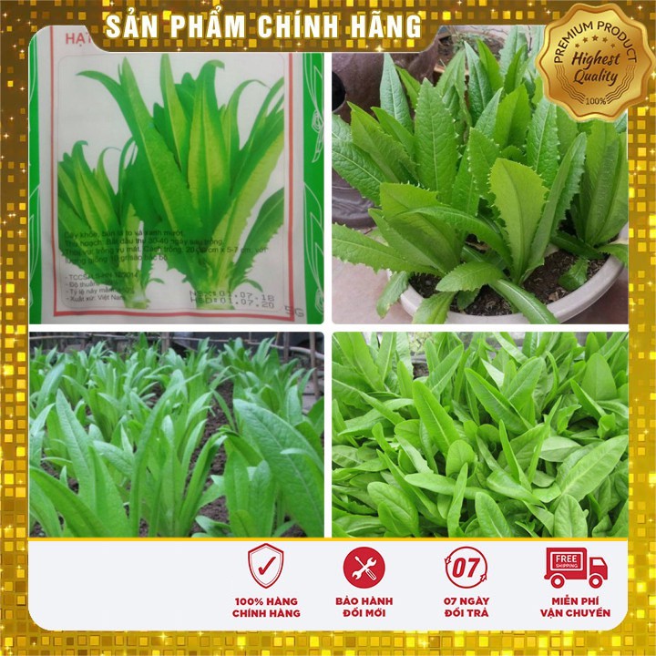 Hạt giống rau diếp thơm - 5gr