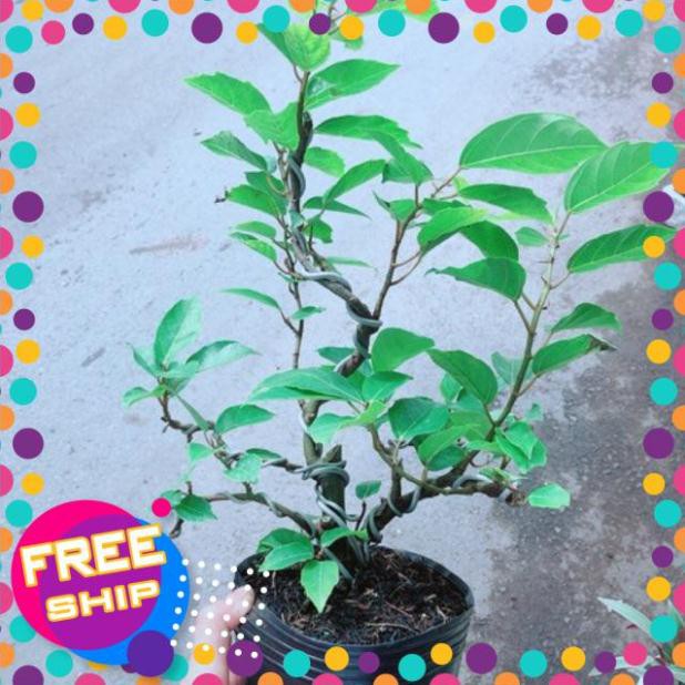 Cây Khế Bonsai