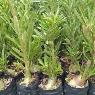 30 hạt sứ thái cánh kép nhập.