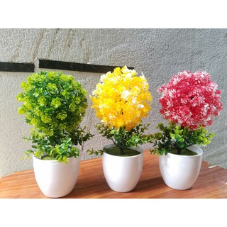 Combo 3 chậu hoa cẩm tú cầu