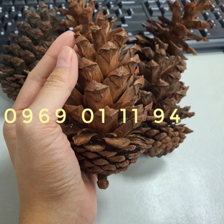 Set quả thông thật mix nhỏ và to