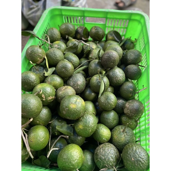 CAM SÀNH MỘNG NƯỚC SIZE BI