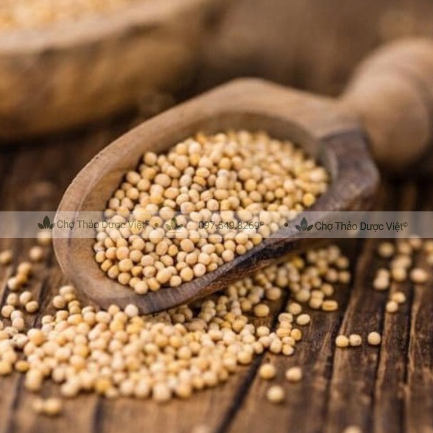 Bạch giới tử hữu cơ 500g ( Hạt cải trắng giảm ho, tiêu đàm) - Chợ Thảo Dược Việt