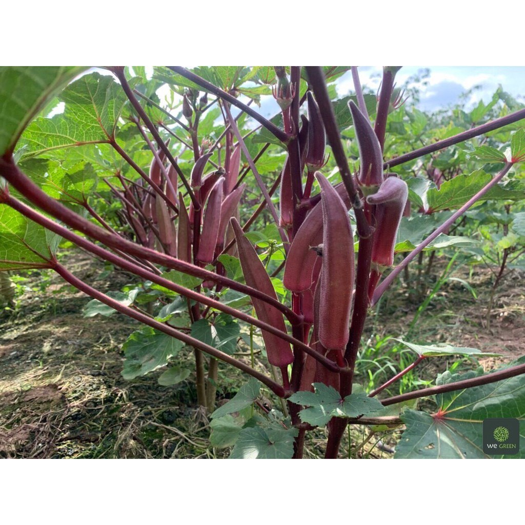 Hạt giống đậu bắp xanh/đậu bắp đỏ cao sản F1