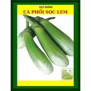 1G - Hạt Giống Cà phổi Sọc Lem Lai