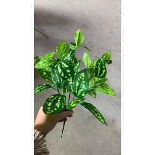 Lá giả - cụm lá đốm ( để Free ship CHAT ngay với người bán)