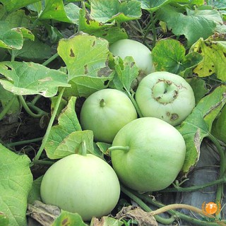 20 Hạt giống Dưa lê 