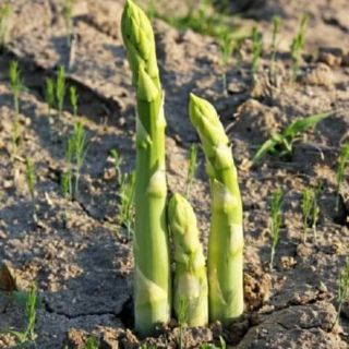 500  hạt giống măng tây xanh