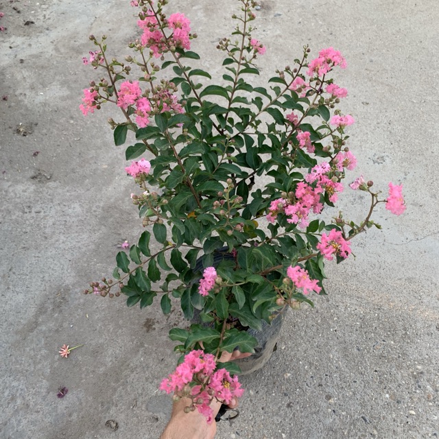 Cây hoa tường vi hồng cao 30-40cm, cây cực kì sai hoa và nụ, thích hợp trồng trang trí sân vườn và gia đình 981SP