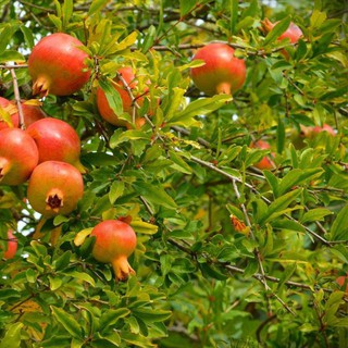 Cây giống lựu lùn f1 cao sản