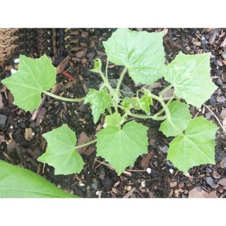 Gói 20 Hạt giống dưa hấu ruột đỏ vỏ sọc cao sản sai quả ngọt