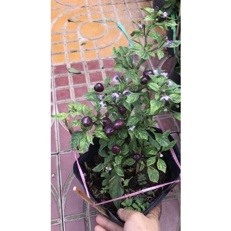 cây ớt tím caykiengsadec + Tặng phân bón