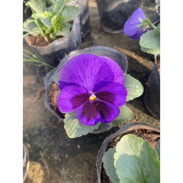 Cây hoa pansy trồng trong bịch đen