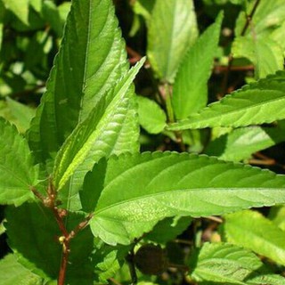10gr - HẠT GIỐNG RAU ĐAY ĐỎ