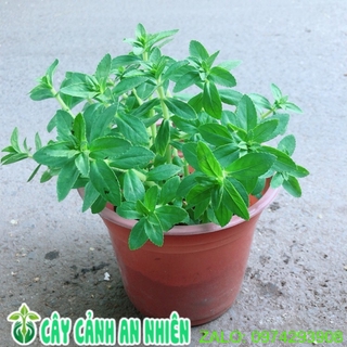 Chậu Cây Rau Ngổ (Ngò Om)