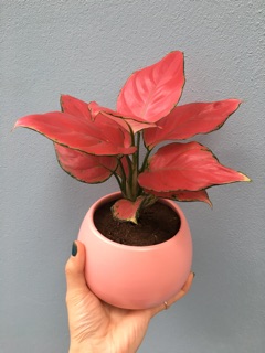 Cây Vạn Lộc