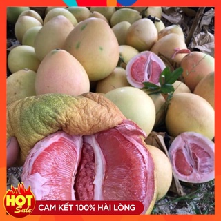 Cây giống bưởi tam hồng - bưởi đỏ phúc kiến vỏ hồng ruột đỏ