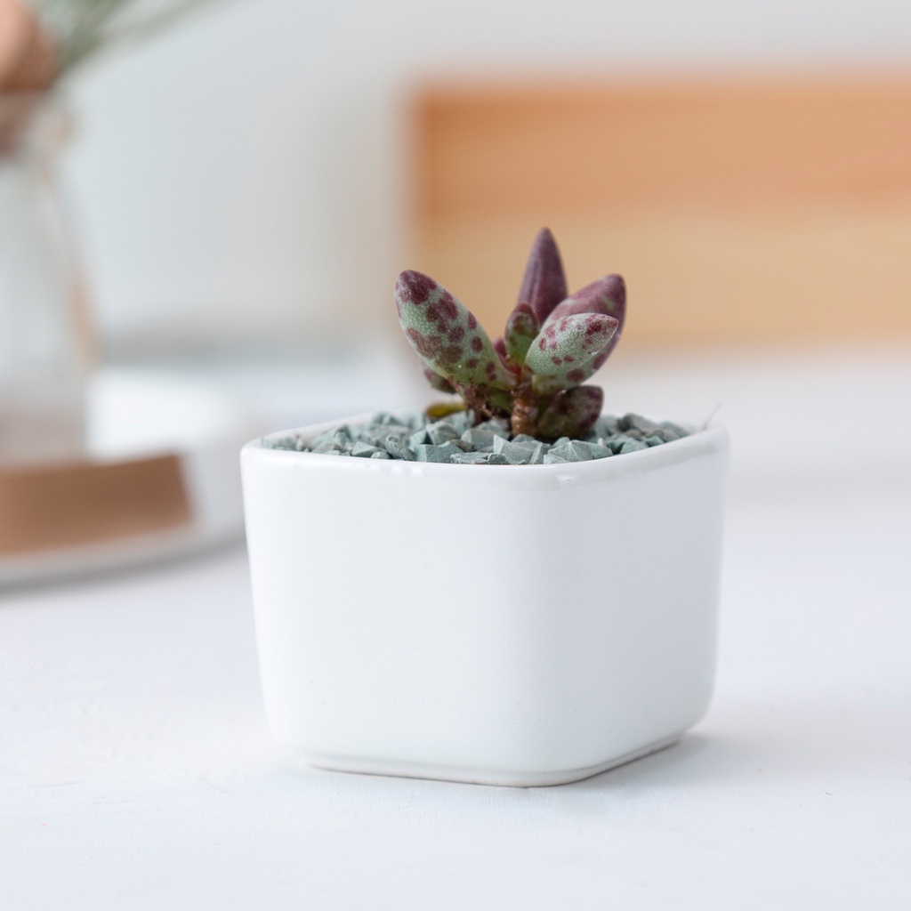 [5.3cmx5.3cmx4.2cm Vương] Chậu trồng cây cảnh - Sen Đá - Xương Rồng - Hoa nhỏ (không bao gồm hoa)