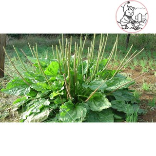 HẠT RAU MÃ ĐỀ - GÓI 2 GRAM