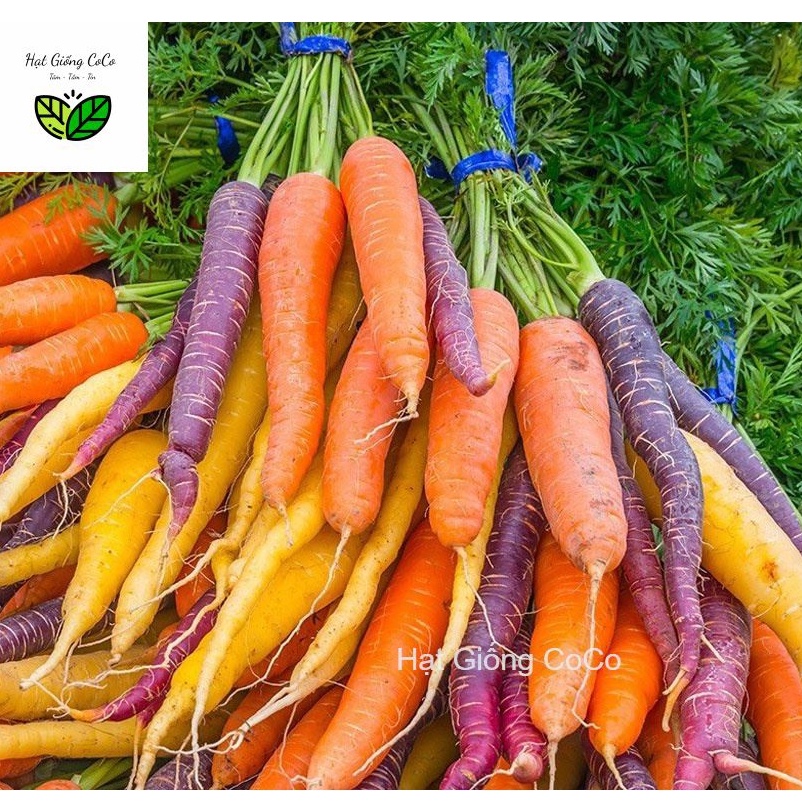 Hạt Giống Cà Rốt Mix Nhiều Màu Gói 40 Hạt