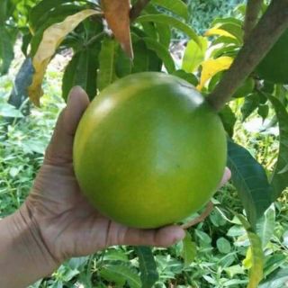 Vú sữa Hoàng Kim....( Nhập khẩu)