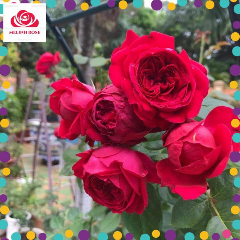 Hoa Hồng Leo Pháp Red Eden Màu Đỏ Tươi-Vườn Hoa Melinhrose