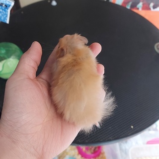 Chuột hamster bear ( vàng mơ )