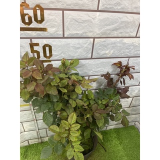 hoa Hồng Miniature(tỉ muội)cam