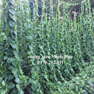 Lá sương sâm khô 200g