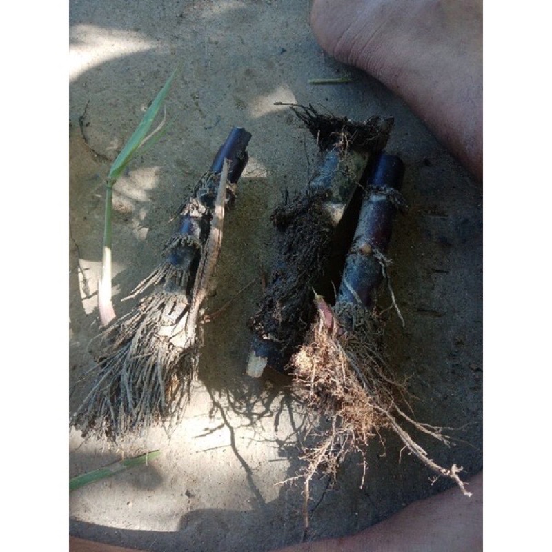 Mía trà nho giống 3 đoạn dài 30cm