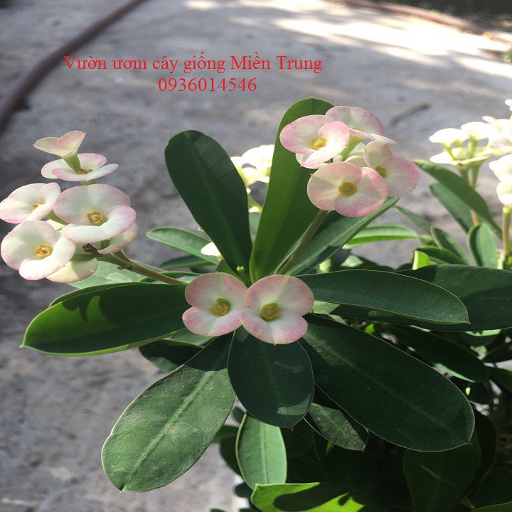 cây hoa xương rồng bát tiên, cây phong thủy, cây hoa 4 mùa - (kèm chậu nhựa)