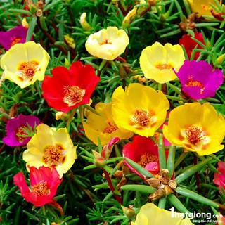 hạt giống hoa mười giờ đơn mỹ 200 hạt