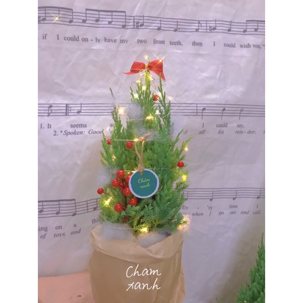 Cây trang trí noel  cây tùng